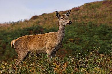 FS社热衷于制作黑暗超难游戏 因为他们喜欢这样的游戏