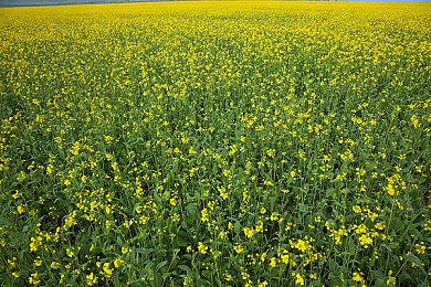 《奥日》开发商被曝企业文化恶劣 可以随便聊黄段子